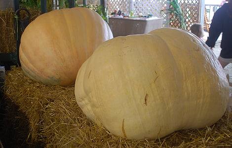 pumpkins, giant, fair, county, harvest, autumn, big