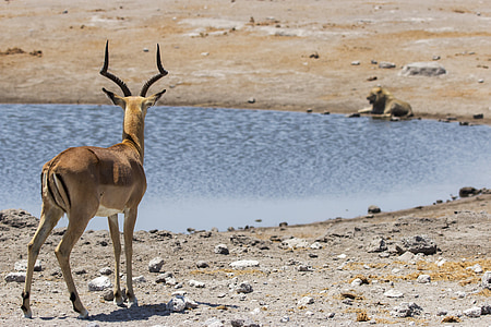 Springbok, animal, León, agua, agujero de, orificio de agua, África