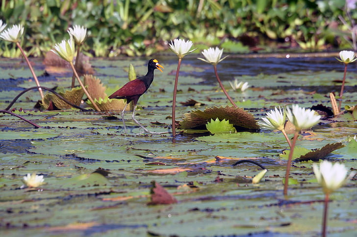 bird, lily pads, wildlife, nature, green, one animal, reflection
