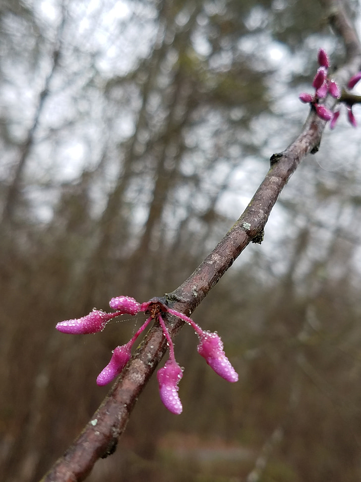 flores de inverno, -de-rosa, Olaia Oriental, árvores floridas