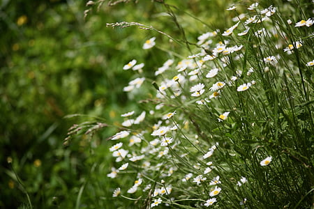 cvijeće, priroda, livada, polje, Sićušnih cvjetića, bijeli, bijelo cvijeće