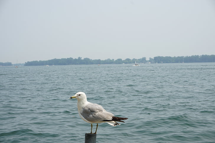 zee, Seagull, vogel, kust
