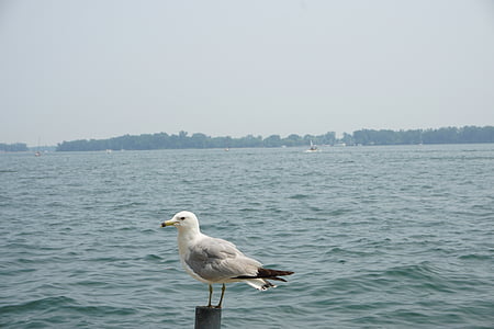 havet, Seagull, fågel, kusten