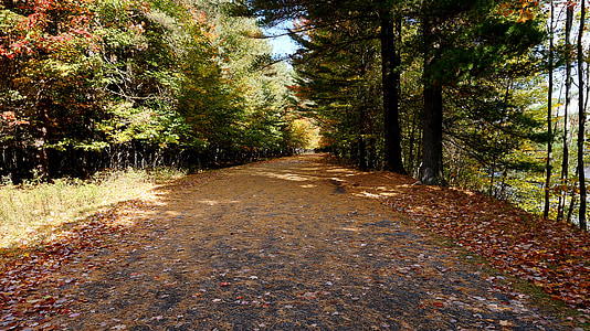 Les, Woody, Příroda, podrost, stromy, listy, na podzim