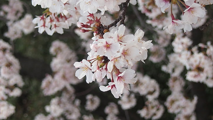 kirsikka, Yoshino cherry tree, keväällä Japanissa, puu, Luonto, haara, vaaleanpunainen väri