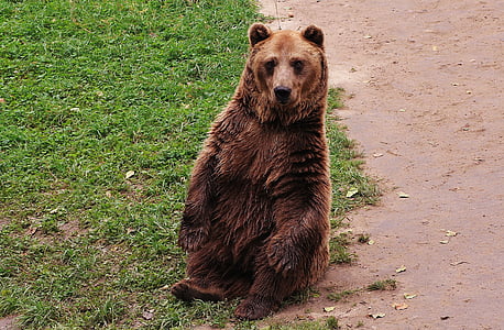 o urso, urso de pelúcia, marrom, urso, animal, mamífero, vida selvagem