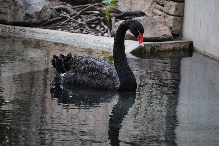 black, swan, nature, bird, water, animal, neck