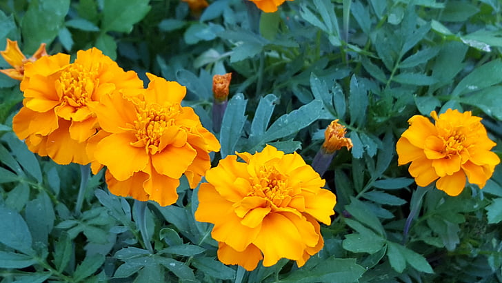 kwiat, Aksamitka, pomarańczowy, kwiat, Bloom