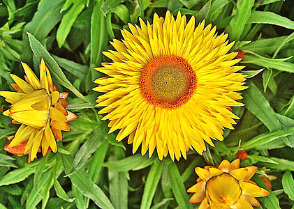 flower, yellow, strawflower, spring, blossom