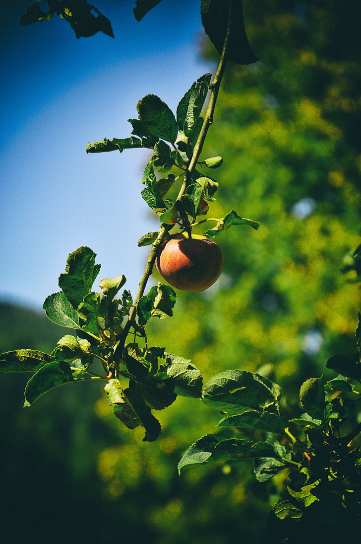 apple, tree, garden, apple flower, fruit, fruitful apple tree, apples