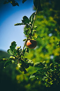 Jabłko, drzewo, ogród, kwiat jabłoni, owoce, owocne jabłoń, jabłka