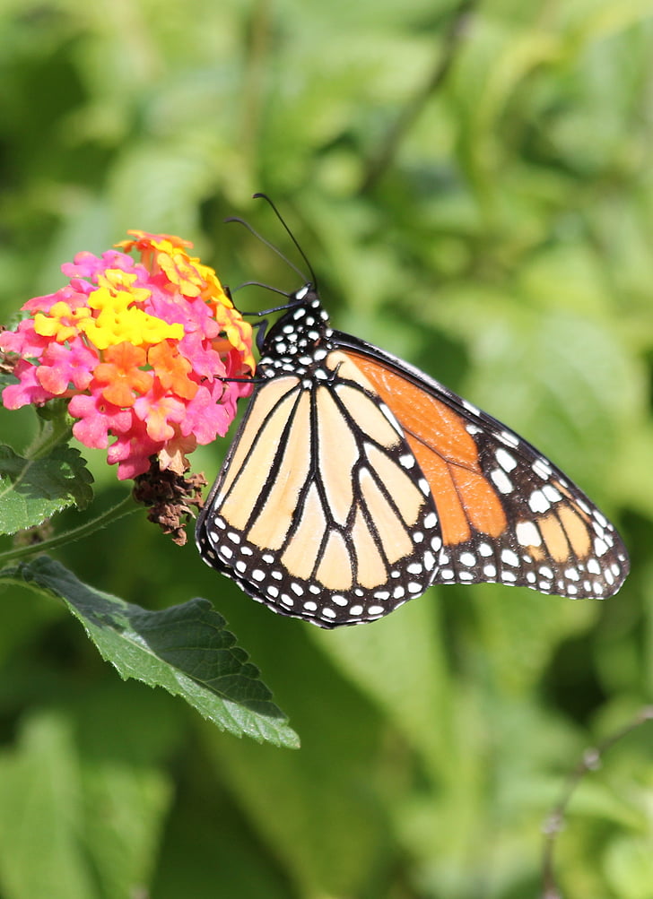 Monarch, sommerfugl, orange, gul, insekter, natur, insekt