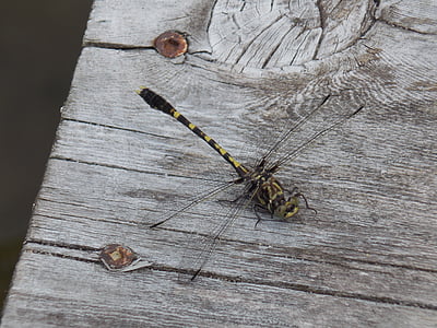 Dragonfly, insect, libellen, zomer, natuur