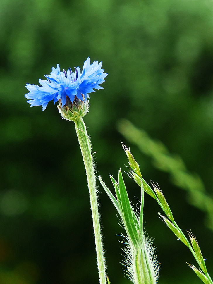 Korenbloem, blauw, bloem, natuur, zomer, Wild flower, Blauwe bloem