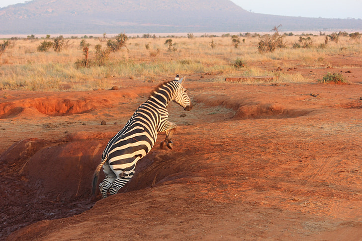 zebres, Safari, Tsavo