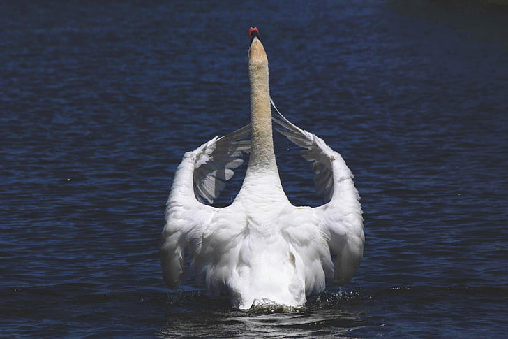 animal, animal photography, bird, lake, nature, swan, water