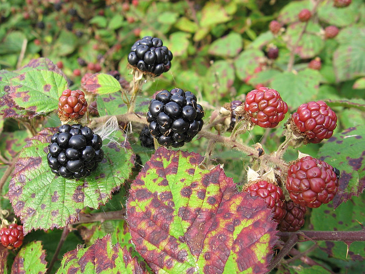 BlackBerry, erdei gyümölcsökkel, gyümölcs