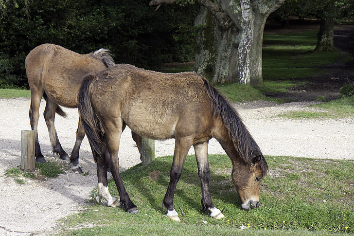 chevaux, poneys, chevaux sauvages, cheval, poney, sauvage, Poney New forest