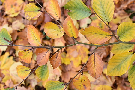 feuilles, automne, nature, couleurs, saison, Couleur, feuille d’automne