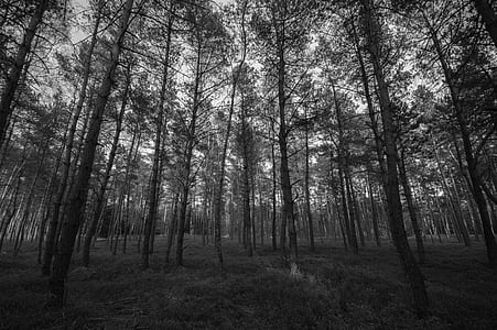 trees, forest, woods, grass, nature, black and white