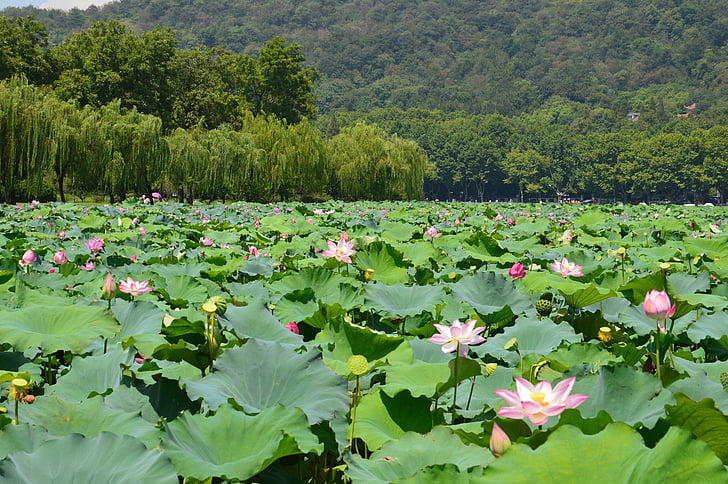 Free photo: 杭州, 西湖, 风景, 中国 | Hippopx