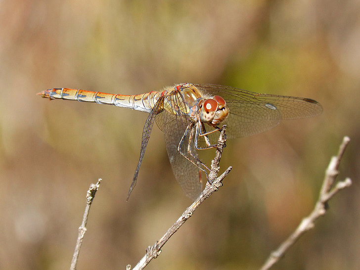 Dragonfly, vinger, insekt, libelulido, Libellulidae