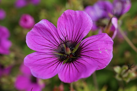 Geranio de los Pirineos, flor, floración, flor, púrpura, cerrar, naturaleza