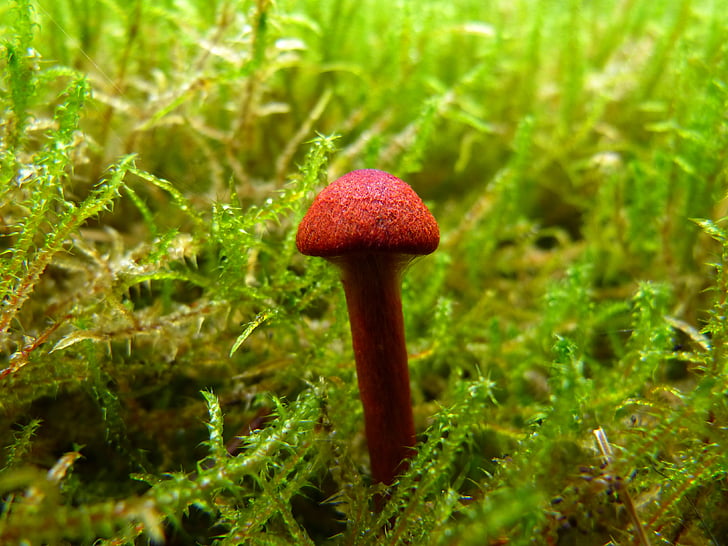 mushroom, brown, moss, small, autumn, forest, hat