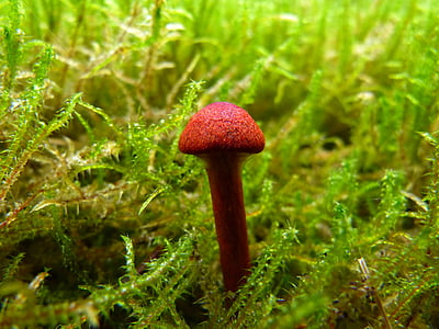 fungo, marrone, muschio, piccolo, autunno, foresta, cappello