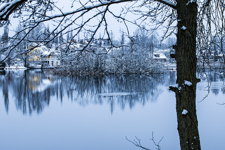 l'hivern, paisatge, neu, fred, arbre, branques, natura