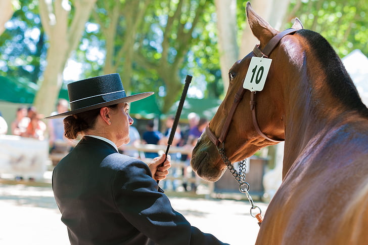 heste, Contest, hest, ridning, konkurrence, Equestrian, dyr