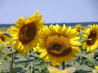 sunflower, field, rural, sunflower field, summer, agriculture, yellow