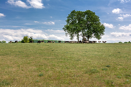 tree, meadow, cow, pasture, summer, clouds, nature