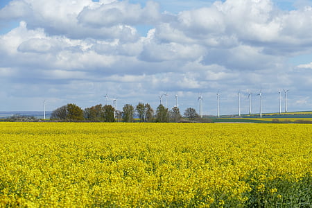 field of rapeseeds, clouds, sky, yellow, blue, beautiful, landscape