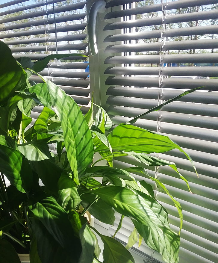 γραφείο, περσίδες, παράθυρο, φυτό εσωτερικού χώρου, περβάζι παραθύρου, ηλιόλουστη μέρα, μεγάλα πράσινα φύλλα
