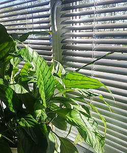 escritório, venezianas, janela, planta interna, peitoril da janela, dia de sol, folhas verdes grandes