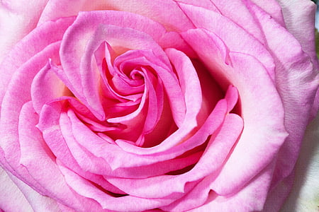 Rosa, macro, flor, compòsits, natura, planta, blanc