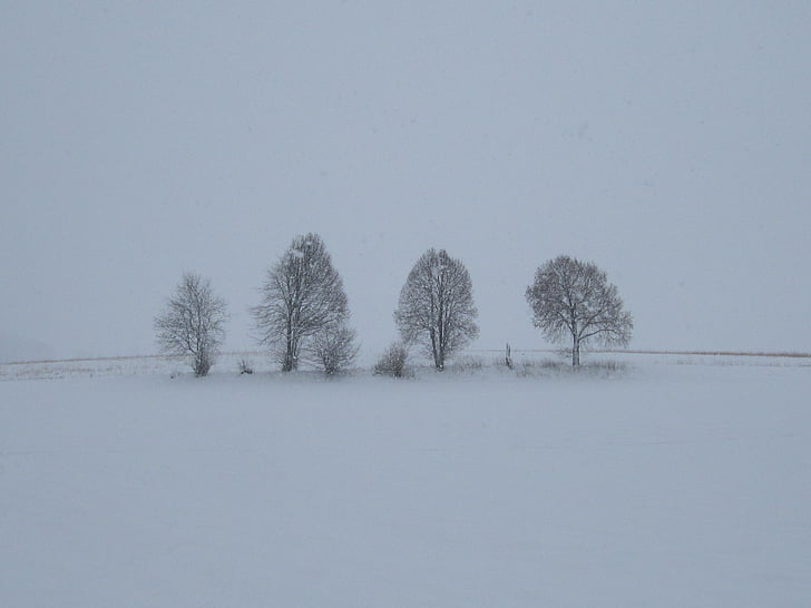 mist, sneeuw, bomen, natuur, landschap