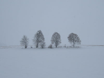 mlha, sníh, stromy, Příroda, krajina