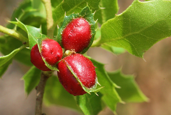 kermes oak, cochineal, scrubland, fruit, red, nature, leaf