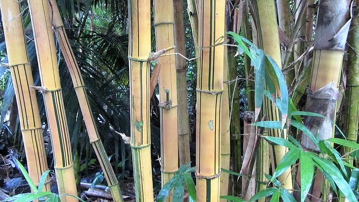 bambus, Bamboo drewna, tropiki, Tropical, bambus - roślina, Natura, bambus - materiał