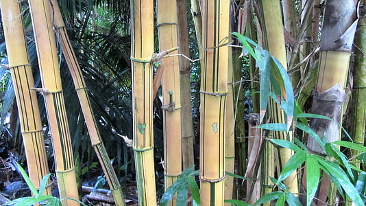 bambú, fusta de bambú, tròpics, tropical, bambú - planta, natura, bambú - material