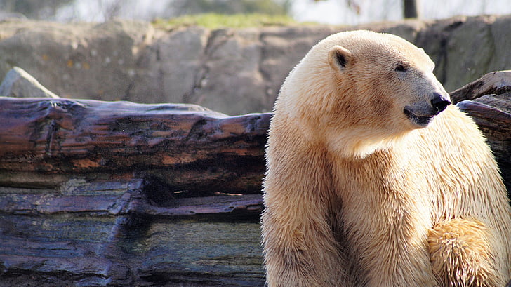 полярна мечка, животните, диви, Зоологическа градина, Пролет, природата, диво животно