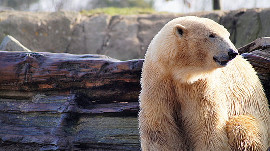πολική αρκούδα, ζώο, άγρια, Ζωολογικός Κήπος, άνοιξη, φύση, άγρια ζώα