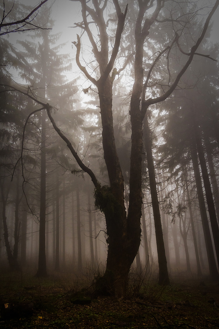 fa, ijesztő, erdő, természet, pára, köd, Mystic