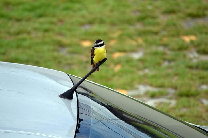 pták, Krásné, Příroda, Wild, Fajn, venku, auto