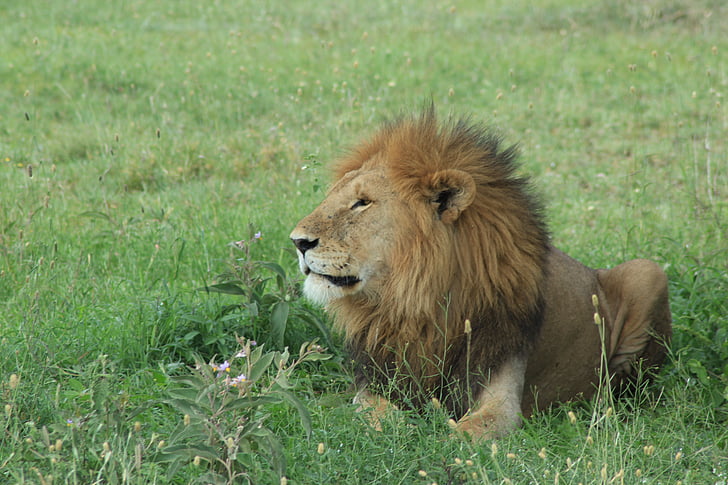 Leone, Safari, Tawny, animale selvatico, selvaggio, animale, riserva africana