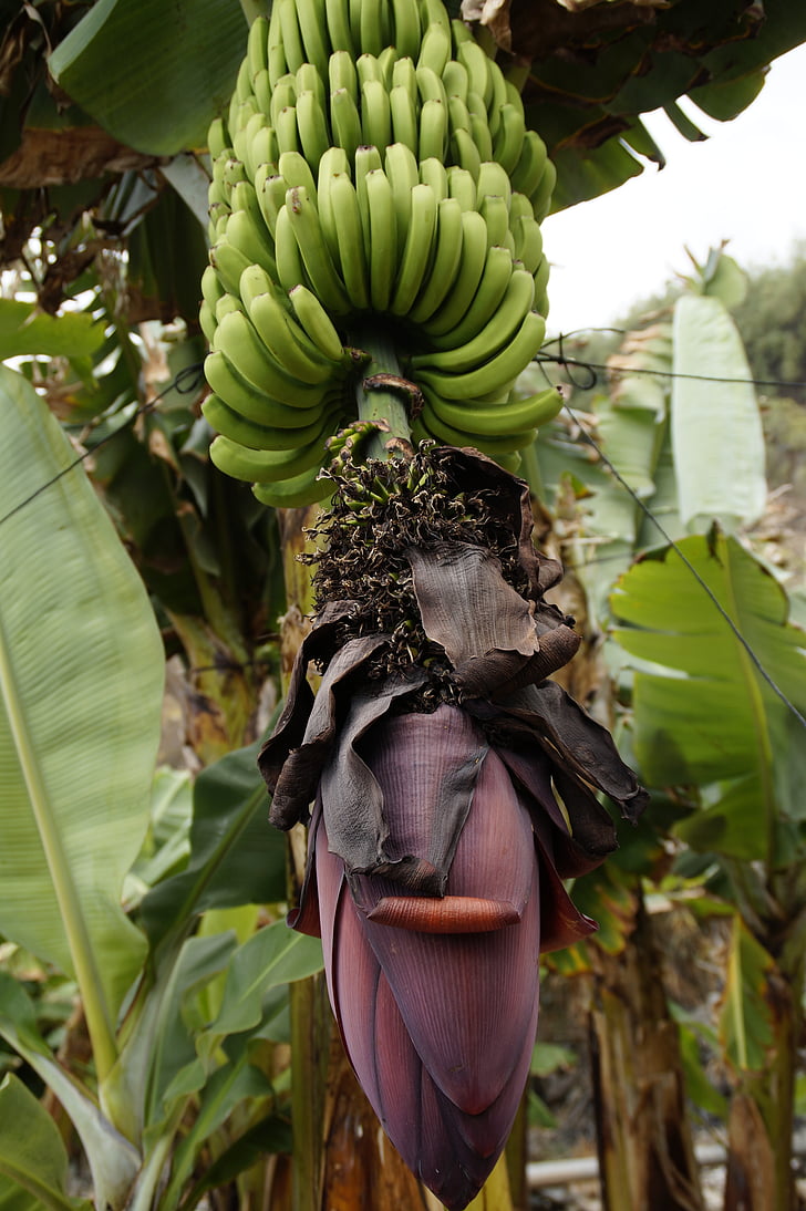 бананова плантация, банан отглеждане, отглеждане, банан, банан растителна, плодове, Блосъм