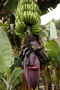 plantacji bananów, uprawa bananów, uprawy, banan, Bananowiec, owoce, kwiat