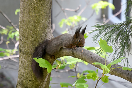 squirrel, nature, wild, animal, cute, tree